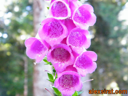 Digitalis purpurea Alex Sirat